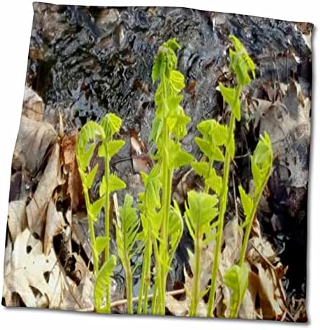 3DROSE TDSWHITE - пролетни сезонски фотографии од природата - Вода на пролетни папрати - крпи