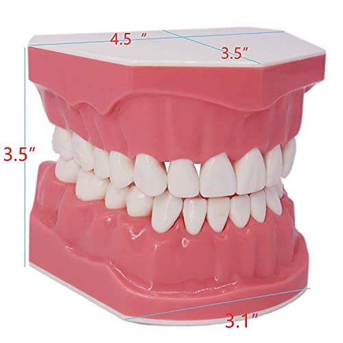 1,5 пати Голем модел на стоматолошки типодонт модел за четкање на заби, модел за вежбање, демонстрација на пониски заби за деца Стоматолошки студенти за заби, студиј?