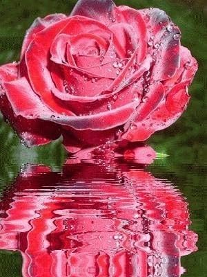Дијамантско сликарство со целосен приказ Дијамант везење роза дома декорација Дијамант мозаик вкрстен бод комплет дијамантски