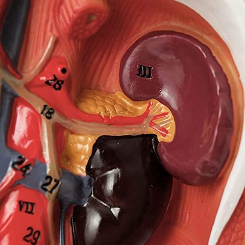 Човечки модел Deiovr за анатомија, срцев васкуларен артериовенски невроваскуларен модел, модел на медицинска настава на системот за циркулација