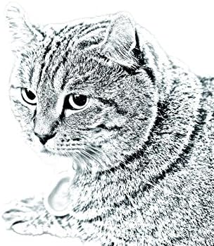 Уметност Куче Оод. Хајленд Рис, Овален Надгробен Споменик Од Керамичка Плочка со Слика на мачка