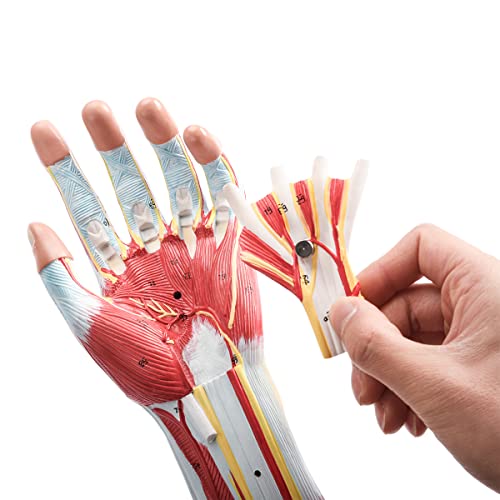 ЕВОТЕХ Човечки анатомски модел на мускулна рака, 7 делови со големина на живот, нумерирано модел на рамо на рамената на мускулите на