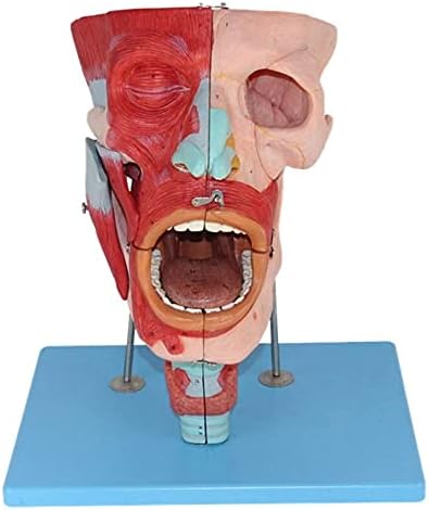 Наставен модел, човечка анатомска носна шуплина Анатомија Медицински заби модел за наука во училницата Студија Приказ на медицински модел