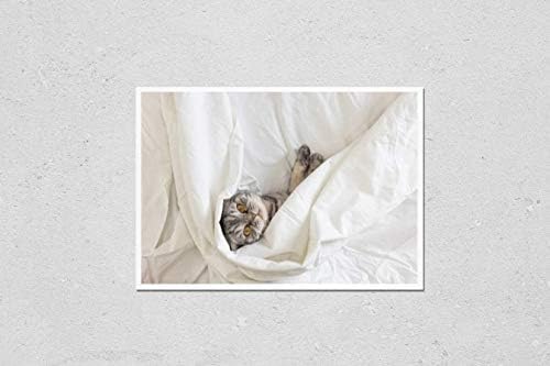 Постер Репродукција на сива шкотски пати мачка седи на кревет во чаршав. Поглед одозгора. Концептот на миленичиња, удобност,