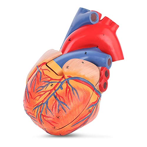 Еустома Човечко Срце Модел Животна Големина Анатомски Точни Нумерирани 2 Дел