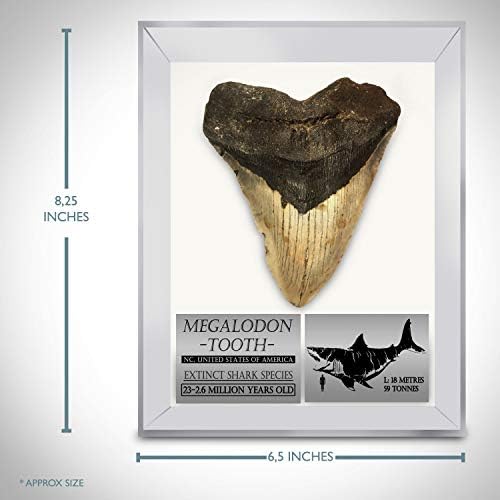 Заб од ретка -мегалодонска ајкула - автентичен огромен 5 -7 фосилизирана мегалодонска ајкула за забна музејска музеј - заб со