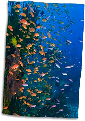3dRose Нуркач, самовила баслет риба Viti Леву Фиџи-OC01 SWS0059 -. - Крпи